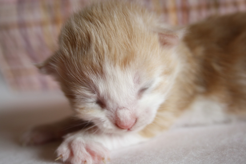 Tequila_220412_MG_2655_kl