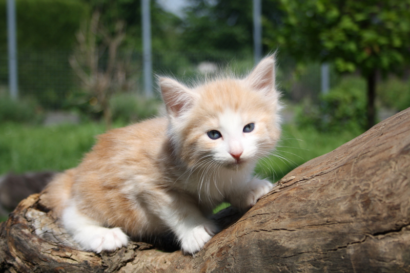 Tequila_220512_IMG_2933_kl