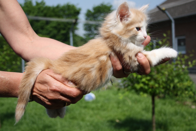 Tequila_220512_IMG_2937_kl