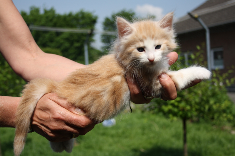 Tequila_220512_IMG_2938_kl