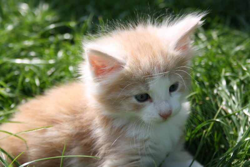 Tequila_220512_IMG_2987_kl