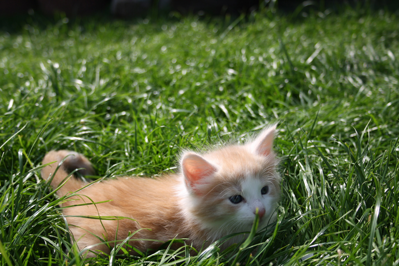 Tequila_220512_IMG_2990_kl