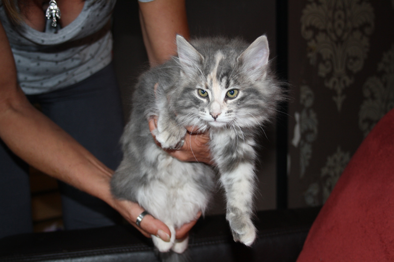 Tinkerbell_170711_IMG_1992_kl