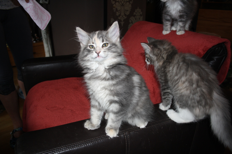 Tinkerbell_170711_IMG_1995_kl