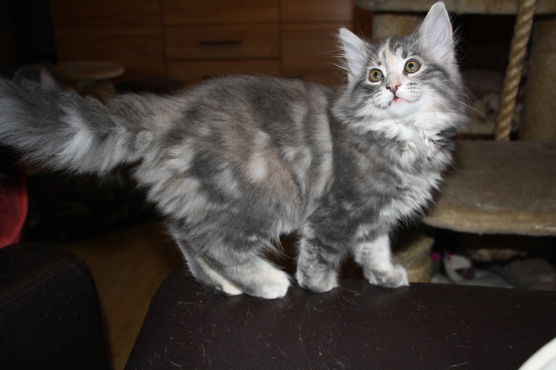 Tinkerbell_170711_IMG_1996_kl