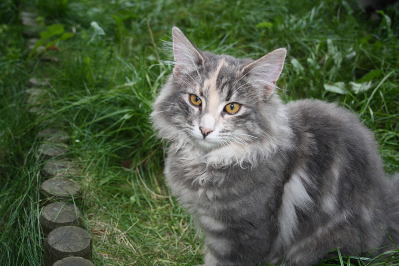 Tinkerbell_251011_IMG_2240