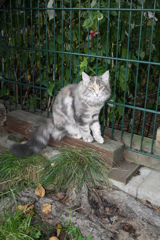 Tinkerbell_251011_IMG_2241