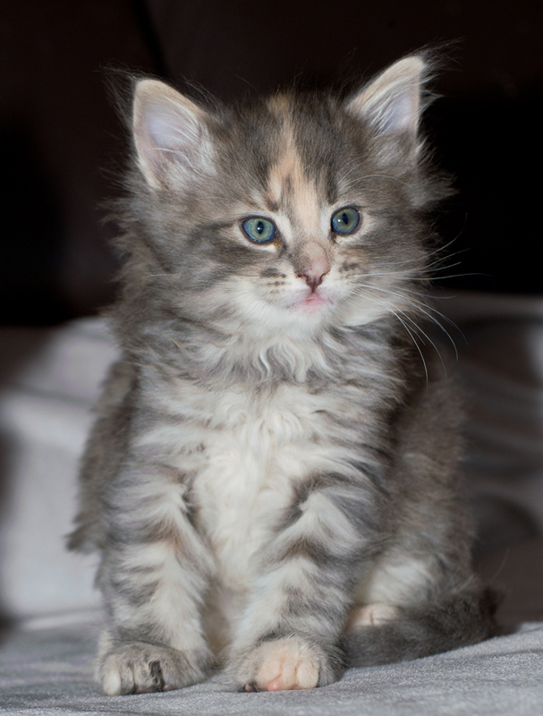 Tinkerbelle_090611_D111007_kl