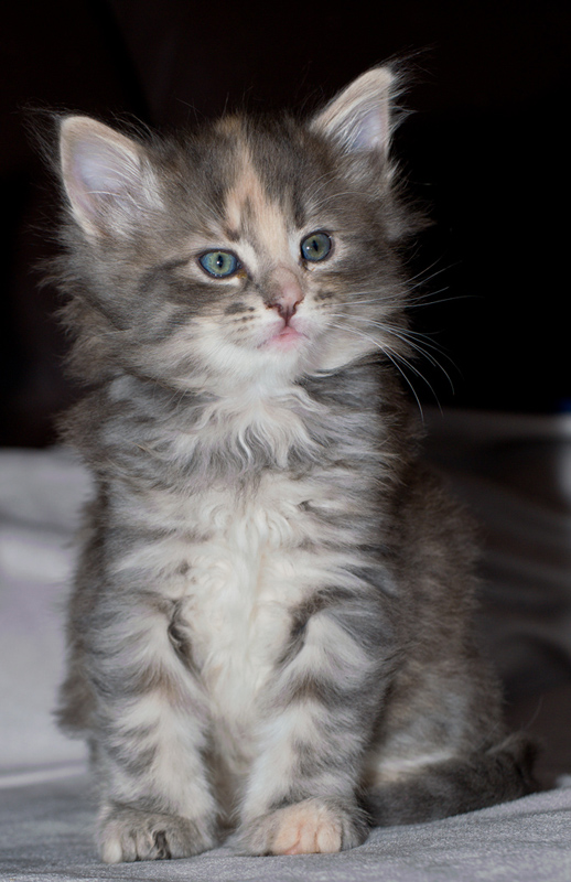 Tinkerbelle_090611_D111009_kl