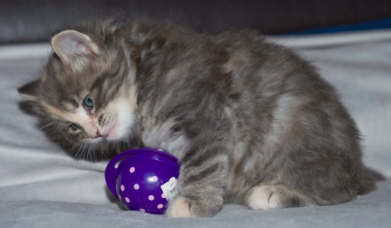 Tinkerbelle_090611_D111033_kl