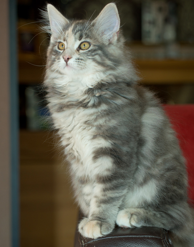 Tinkerbelle_090811_D111145_kl