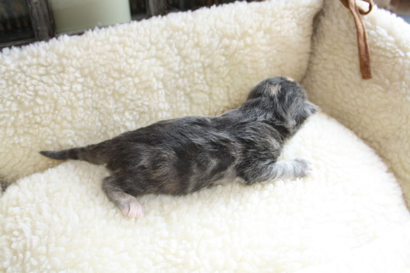 Tinkerbelle_120511_IMG_1665_kl