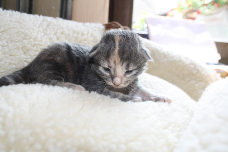 Tinkerbelle_120511_IMG_1667_kl