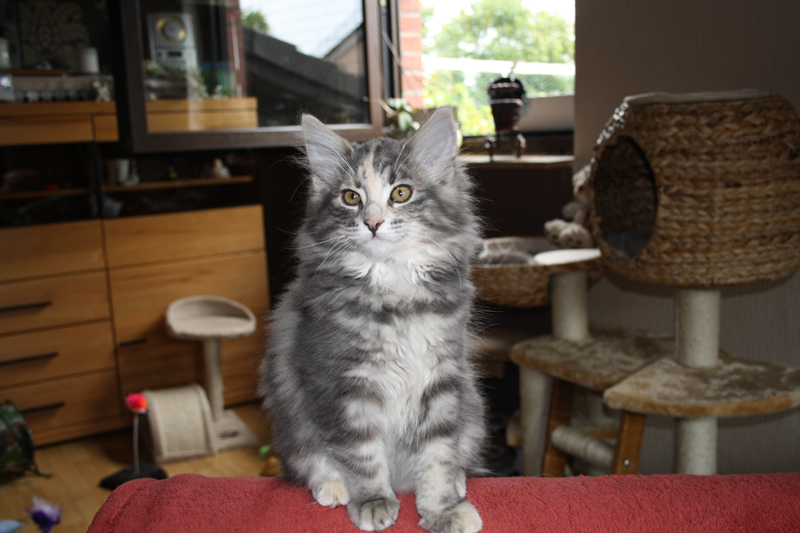 Tinkerbelle_310711_IMG_2050_kl