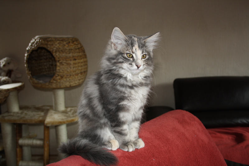 Tinkerbelle_310711_IMG_2052_kl