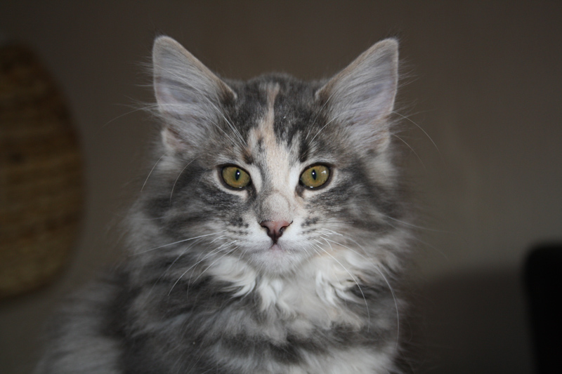 Tinkerbelle_310711_IMG_2053_kl