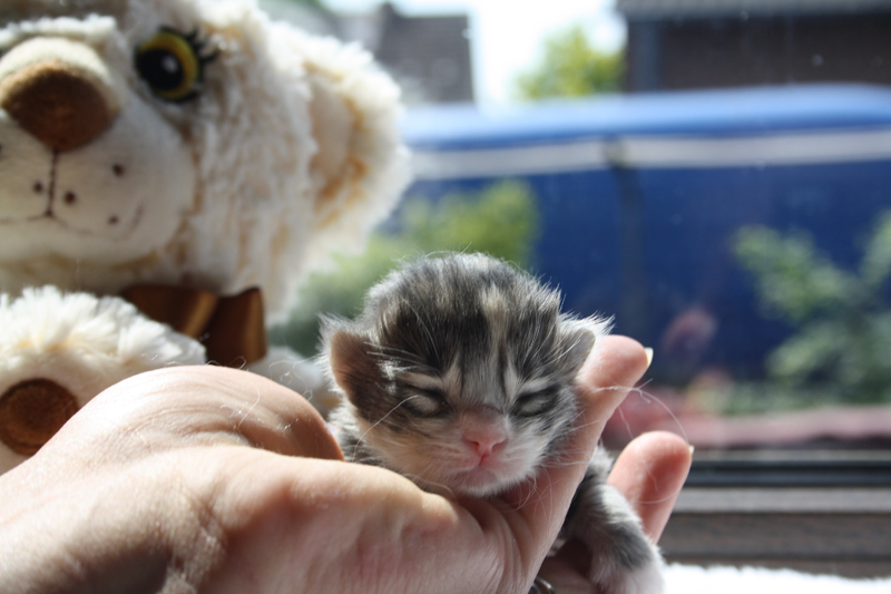 Tinkerbelle_IMG_1595_kl