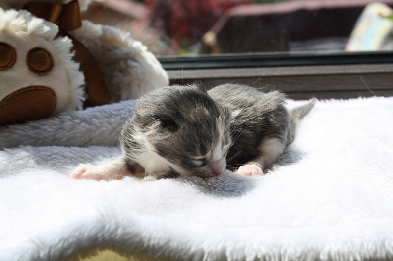 Tinkerbelle_IMG_1596_kl