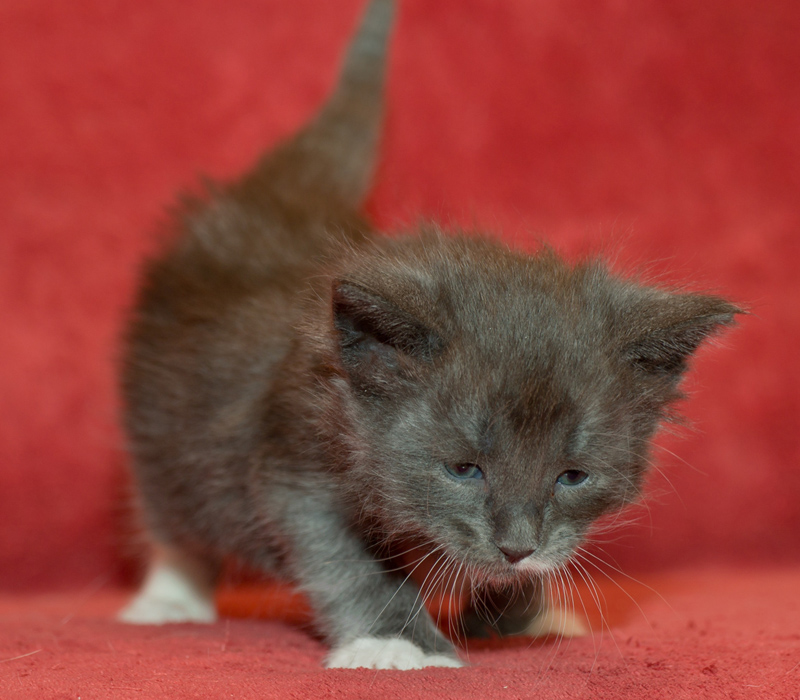 Topas_090811_D111134_kl