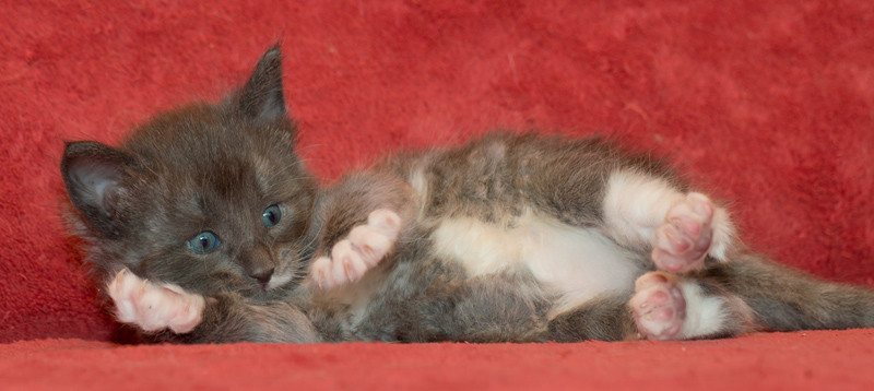 Topas_090811_D111135_kl