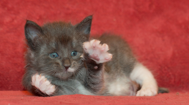 Topas_090811_D111139_kl