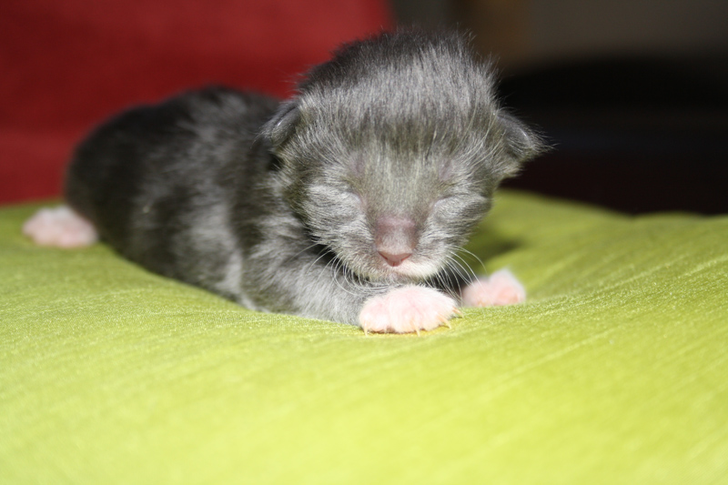 Topas_170711_IMG_1979_kl