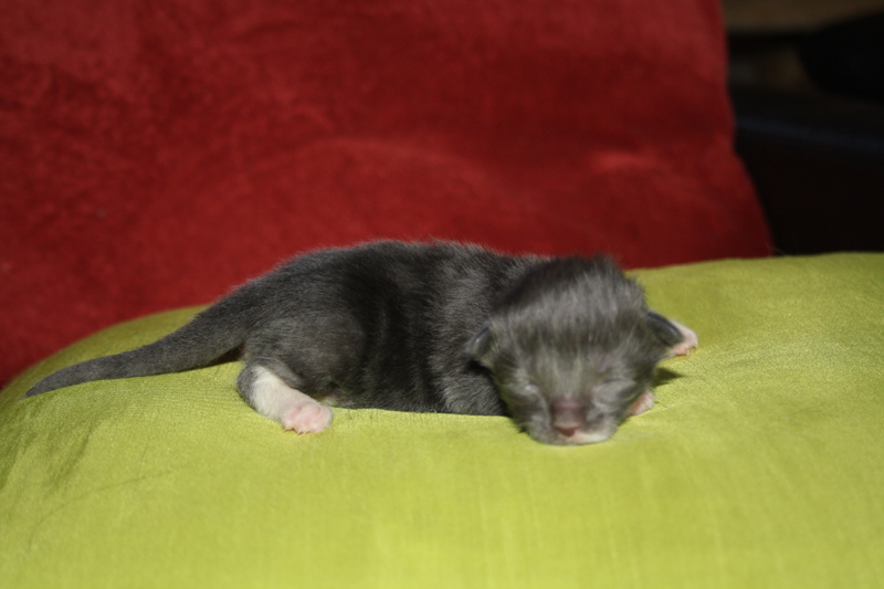 Topas_170711_IMG_1980_kl