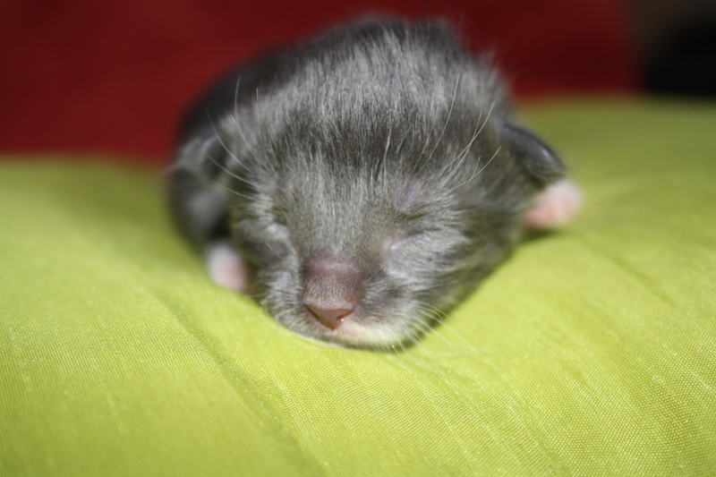 Topas_170711_IMG_1981_kl