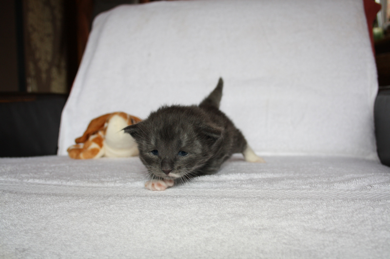 Topas_310711_IMG_2087_kl