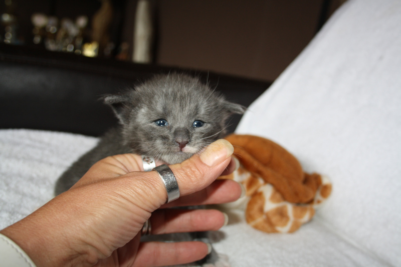 Topas_310711_IMG_2090_kl