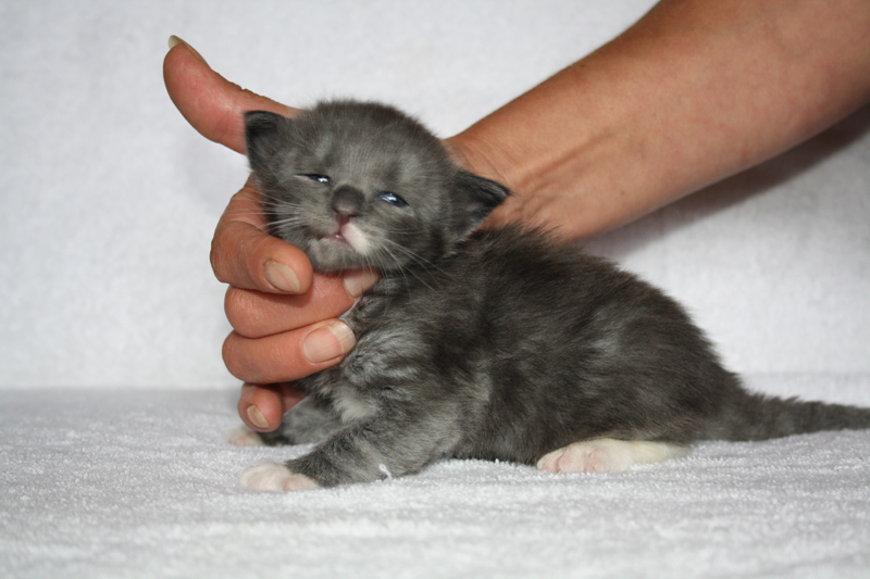 Topas_310711_IMG_2095_kl