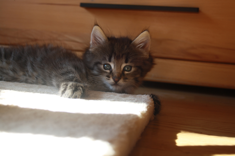 Willow_011010_IMG_0957_kl