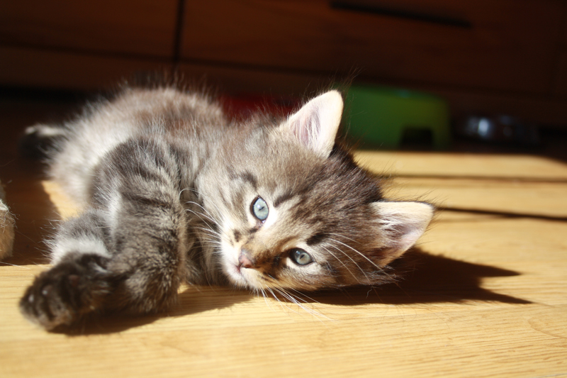 Willow_011010_IMG_0958_kl