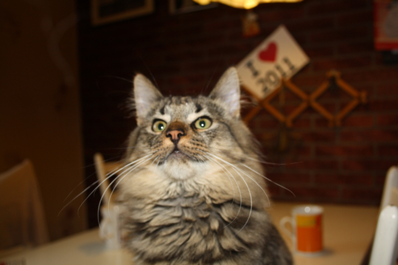 Willow_040211_IMG_1245_kl