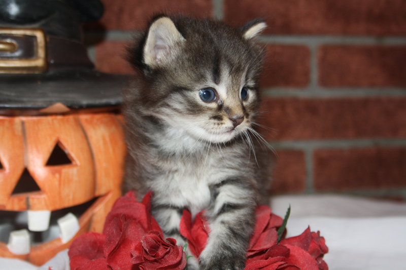 Willow_090910_IMG_0848_kl