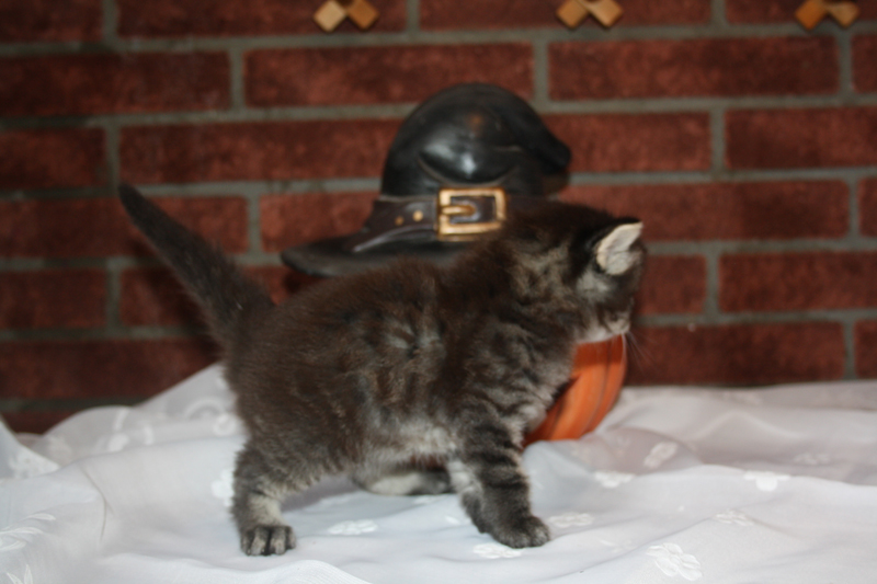 Willow_090910_IMG_0851_kl