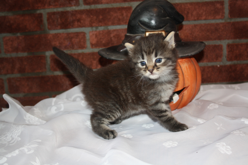 Willow_090910_IMG_0853_kl