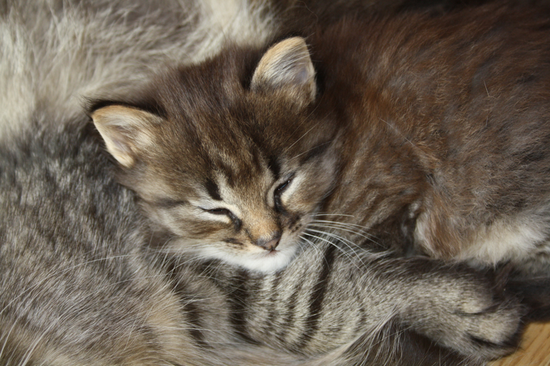 Willow_210910_IMG_0861_kl