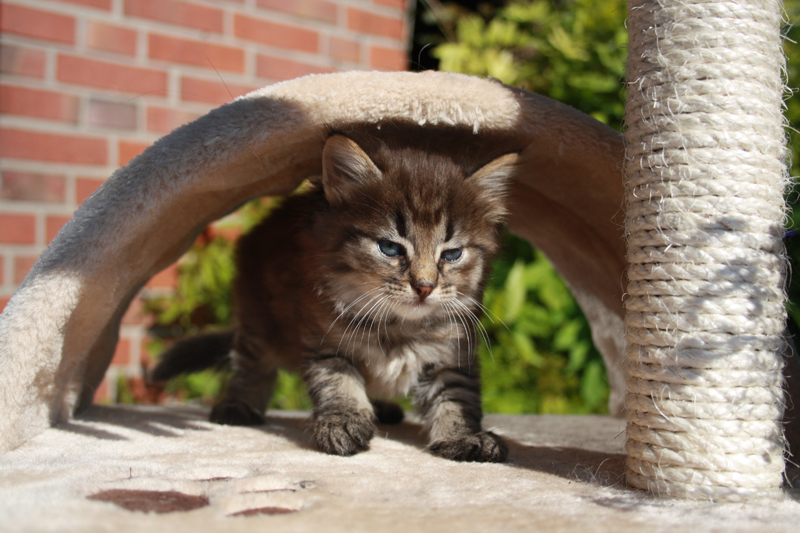 Willow_210910_IMG_0916_kl