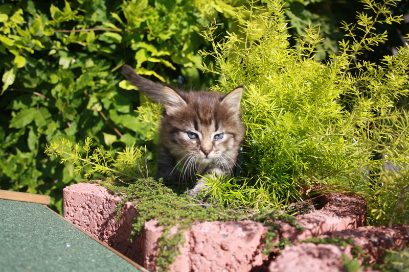 Willow_210910_IMG_0917_kl