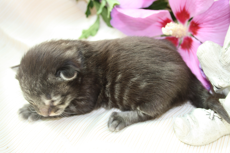 Willow_220810_IMG_0653_kl