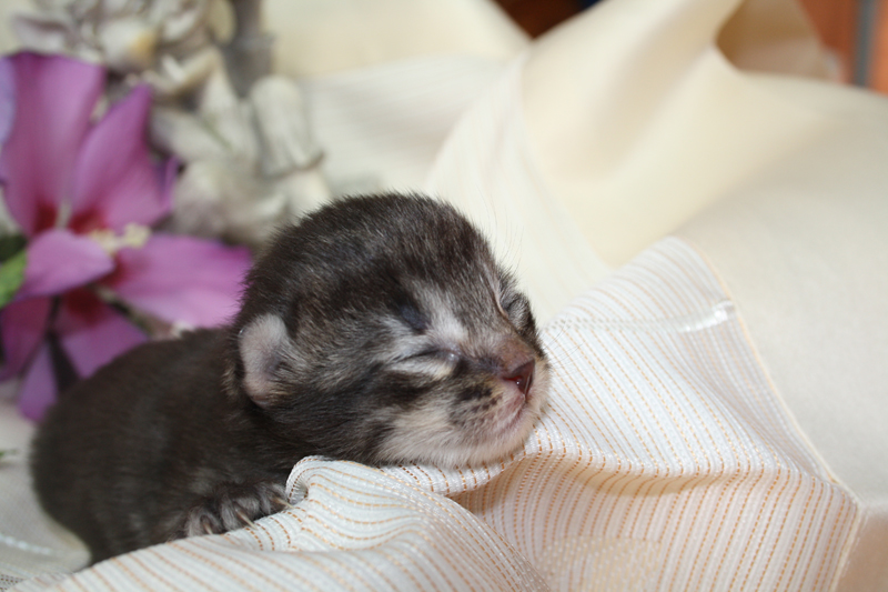 Willow_220810_IMG_0656_kl