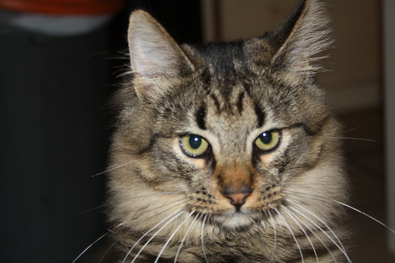 Willow_250111_IMG_1167_kl04