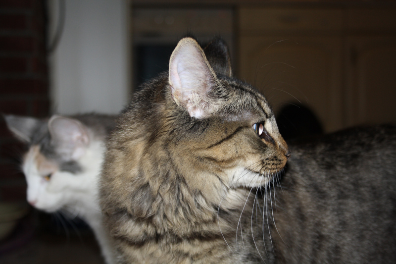 Willow_250111_IMG_1176_kl