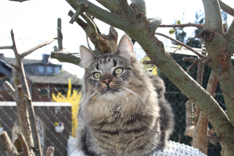 Willow_280311_IMG_1357_kl