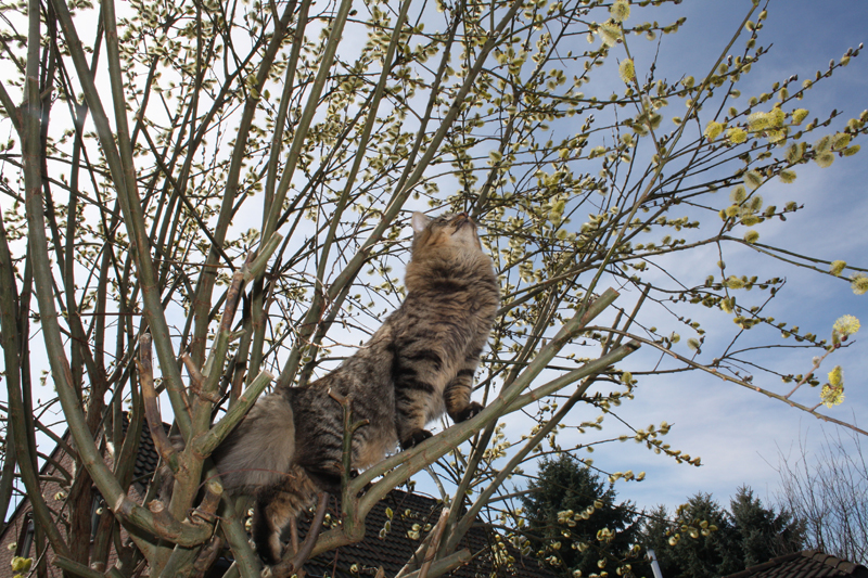 Willow_280311_IMG_1362_kl