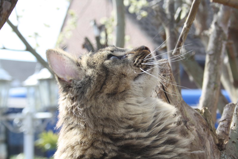 Willow_280311_IMG_1364_kl