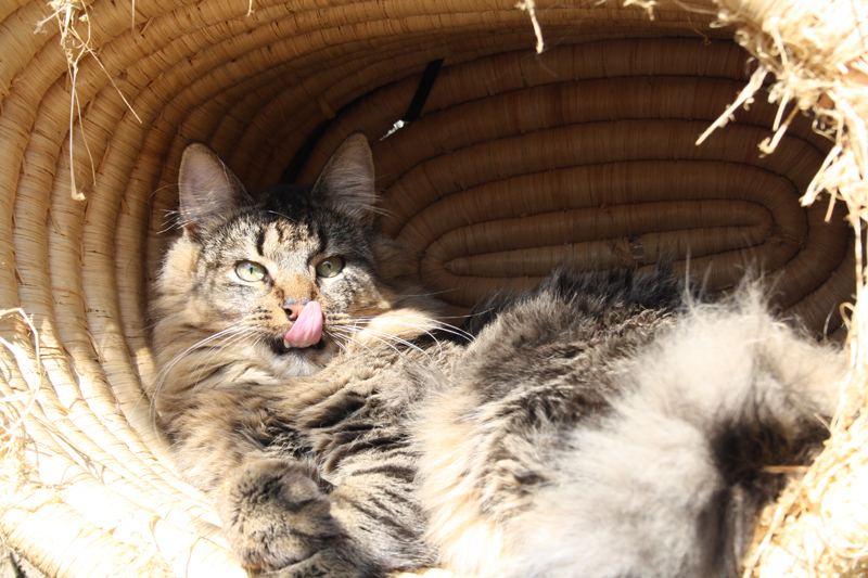 Willow_280311_IMG_1404_kl