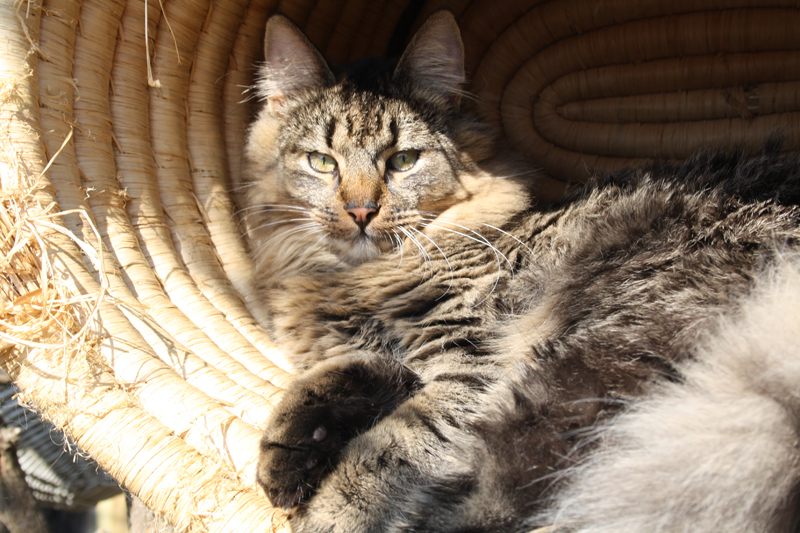 Willow_280311_IMG_1406_kl