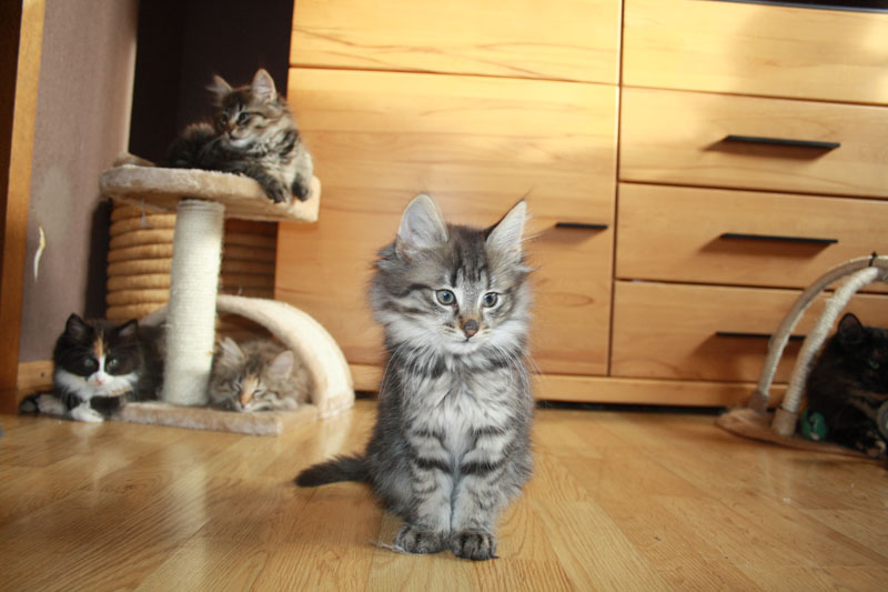 Willow_281010_IMG_1005_kl